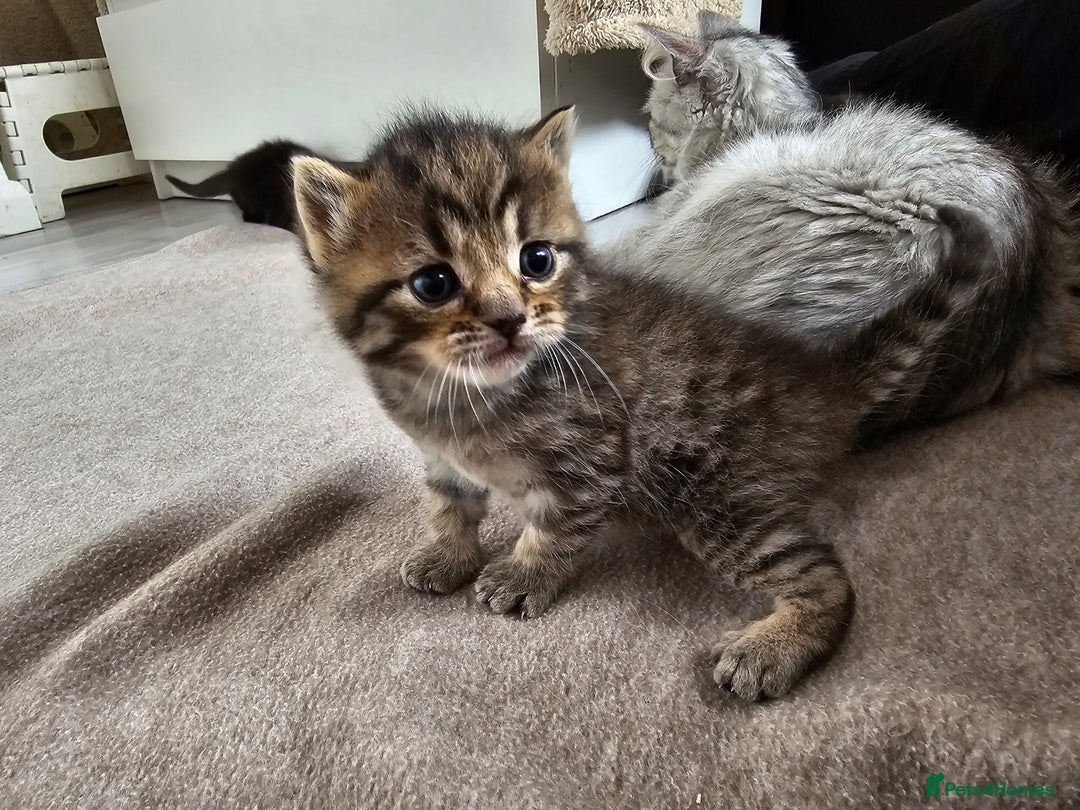 Persian cats for sale: Tabby female with full set up ready to go. - Image 28