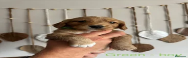 Green - Boy 