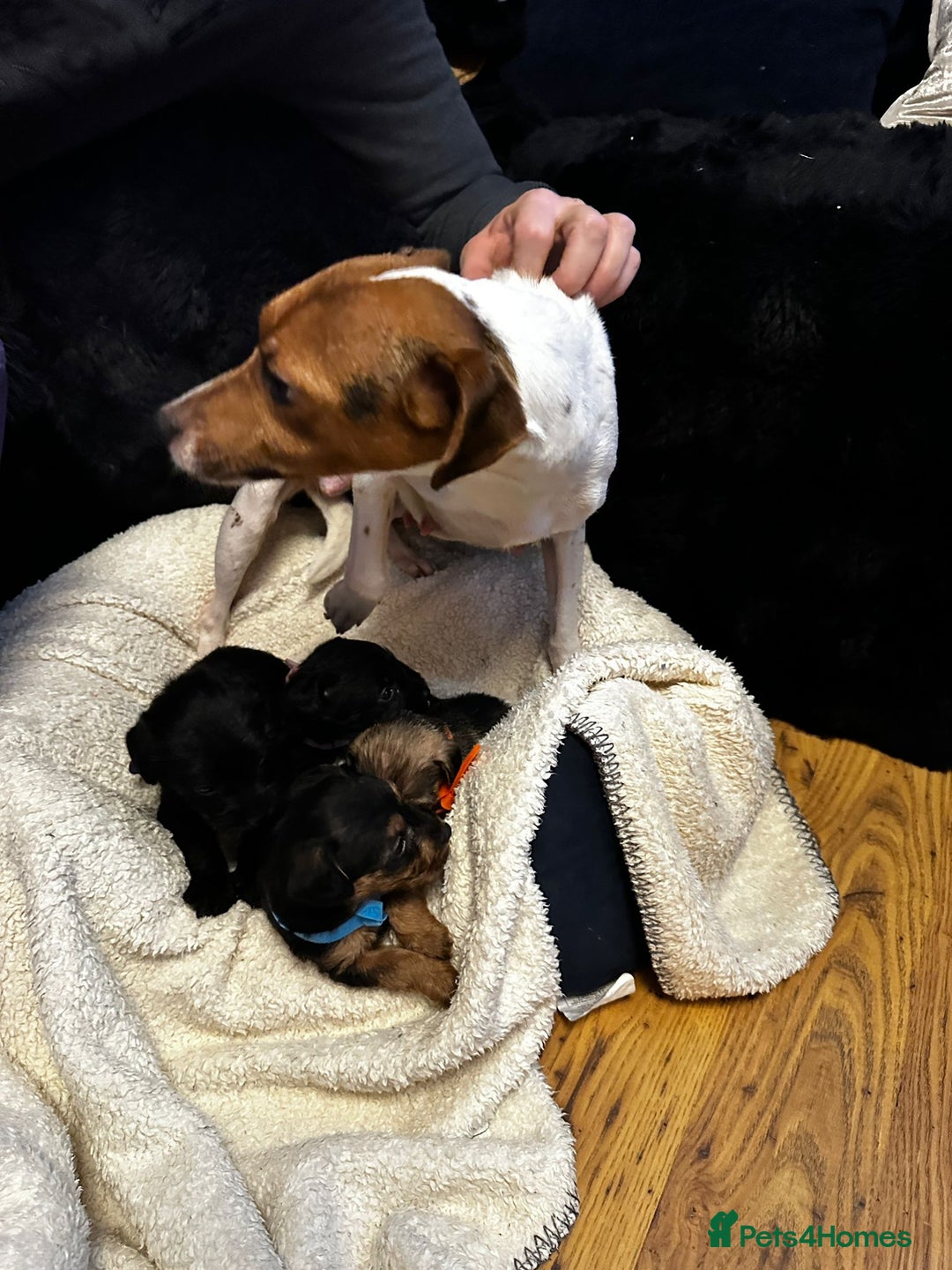 Jackapoo dogs for sale: Meet Autumn! **ready now** - Advert 5