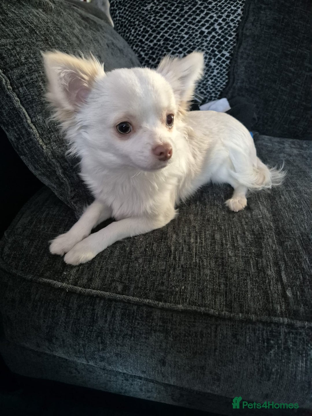 Chihuahua dogs for sale: Long haired Cream and White boy - Advert 4