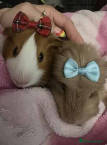Guinea Pig rodents - Advert 12