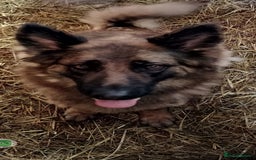German Shepherd dogs for sale: Fabulous chunky German shepherd puppies - Image 6