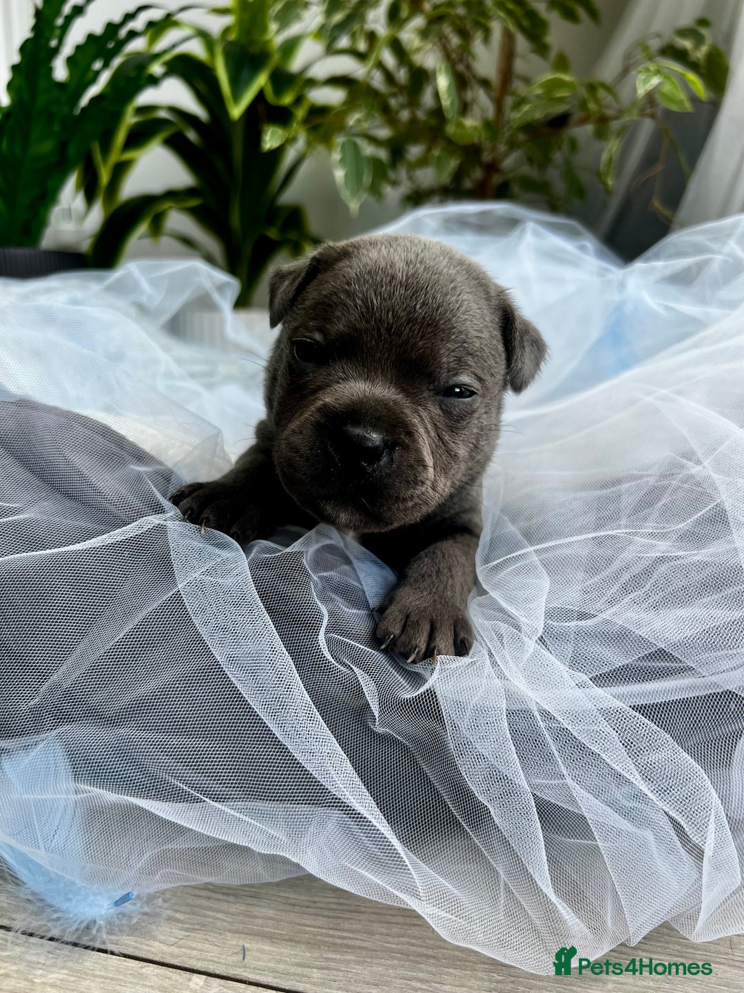 Staffordshire Bull Terrier dogs for sale: 🔷 Pharaon Champion Line Pups 🔷 in Wolverhampton - Image 8