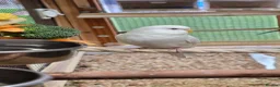 Budgerigars birds for sale: Young Budgies: Semi-tamed Lutino & Albino for sale - Advert 17
