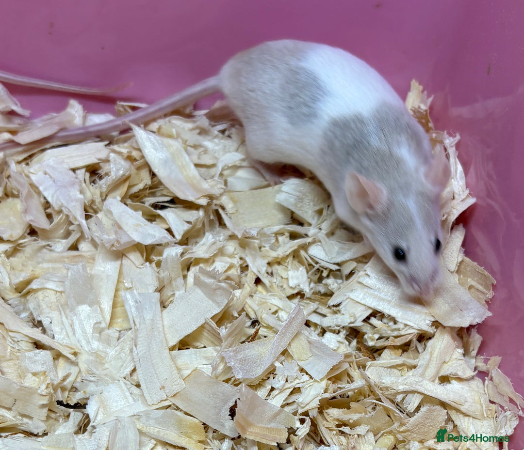Mouse rodents for sale: Female baby mice ready now  - Image 18