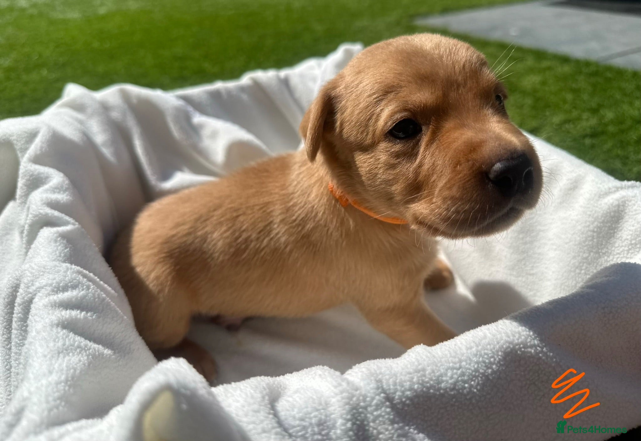 Labrador Retriever dogs Beautiful KC Red Labrador Puppies - Advert 2