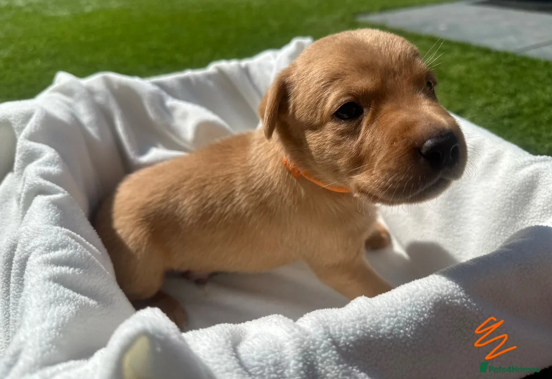 Labrador Retriever dogs for sale: Beautiful KC Red Labrador Puppies - Advert 1