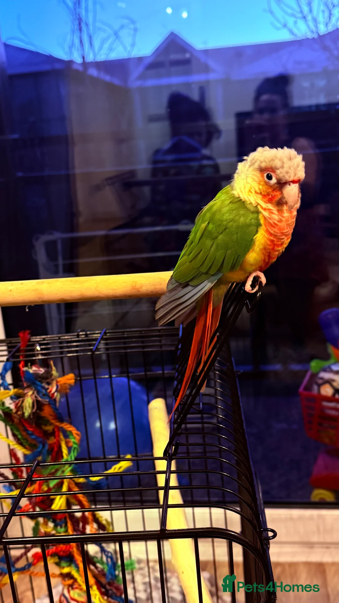 Conures birds for sale: 3 year old Conure - Advert 4