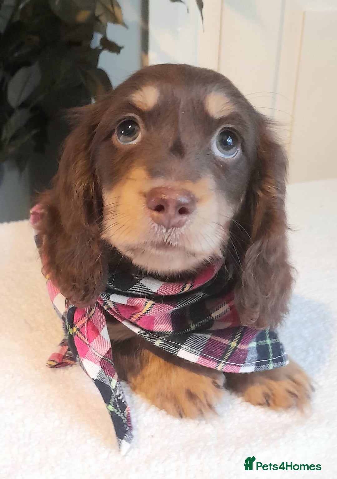 Miniature Dachshund dogs for sale:  Long haired minature daschunds  - Advert 1