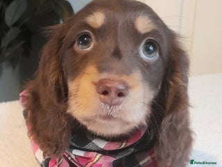 Miniature Dachshund dogs Long haired minature daschunds - Advert 1