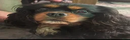 Cavalier King Charles Spaniel dogs for stud: ❤️‍🔥 HUGO ❤️‍🔥 KC Health tested dog for Stud.  - Advert 5