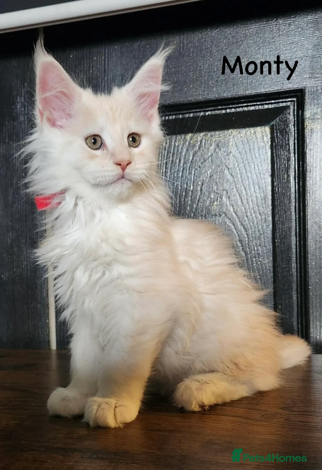 Maine Coon cats for sale: ✨ TICA Registered Maine Coon Kittens ✨ - Advert 2