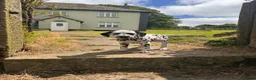 Dalmatian dogs for sale: Dalmatian puppies  - Advert 2