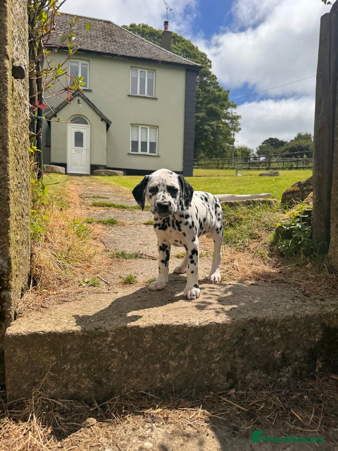 Dalmatian dogs for sale: Dalmatian puppies  - Advert 2