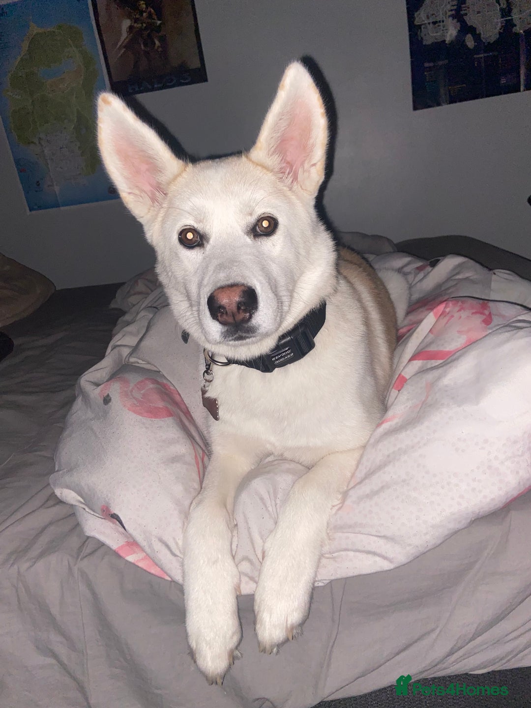 Huskita dogs for sale: Huskita dog - Advert 6