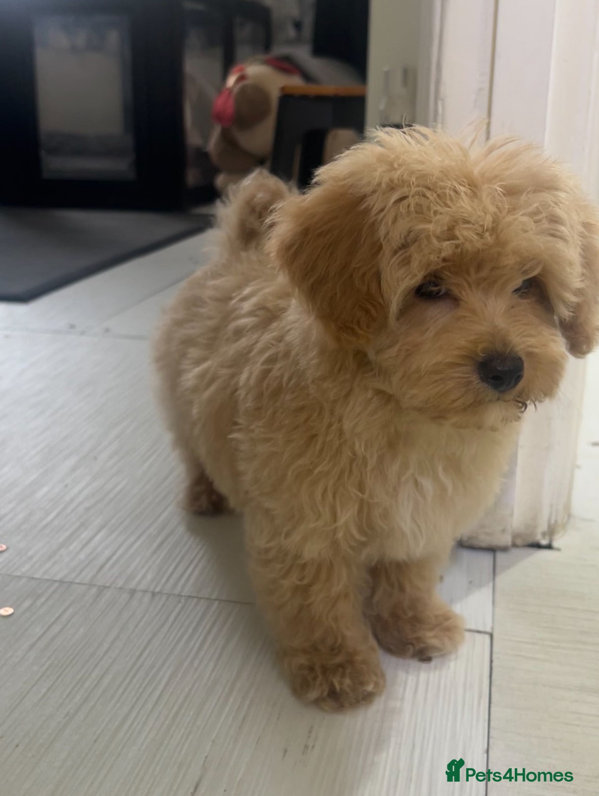 Maltipoo dogs ❤️Maltipoo F1 Babies💙 - Advert 2