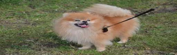Pomeranian dogs for stud: Pomeranian KC registered  in Wisbech - Advert 3