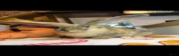 Continental Giant rabbits for sale: Stunning continental giant baby bunny rabbits - Advert 15