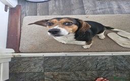 Mixed Breed dogs for sale: Bella  - Image 2