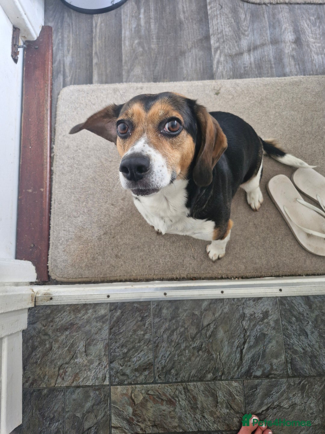 Mixed Breed dogs for sale: Bella  - Image 2