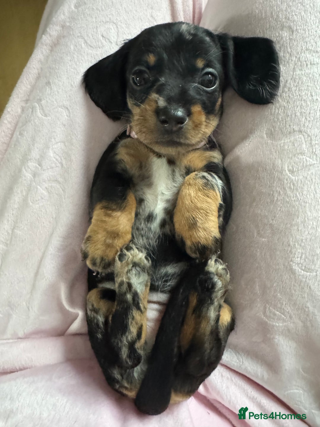 Dachshund dogs for sale: 8 dachshund puppies  - Image 6