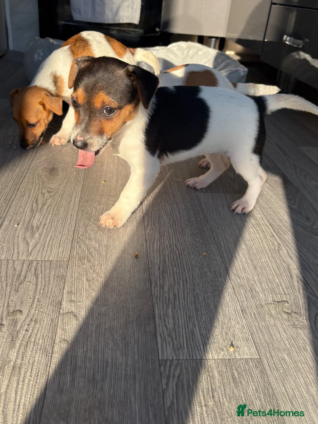 Jack Russell dogs for sale: Ready now Jack Russell puppies for sale!! in Gloucester - Advert 2