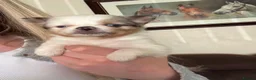 Pomchi dogs for sale: Pomchi puppies - Advert 1