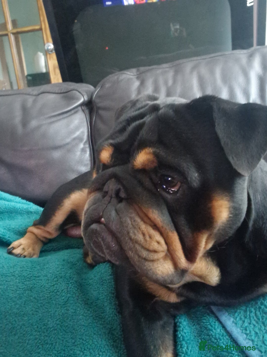 English Bulldog dogs for stud: English bulldog black and tan for stud - Image 5