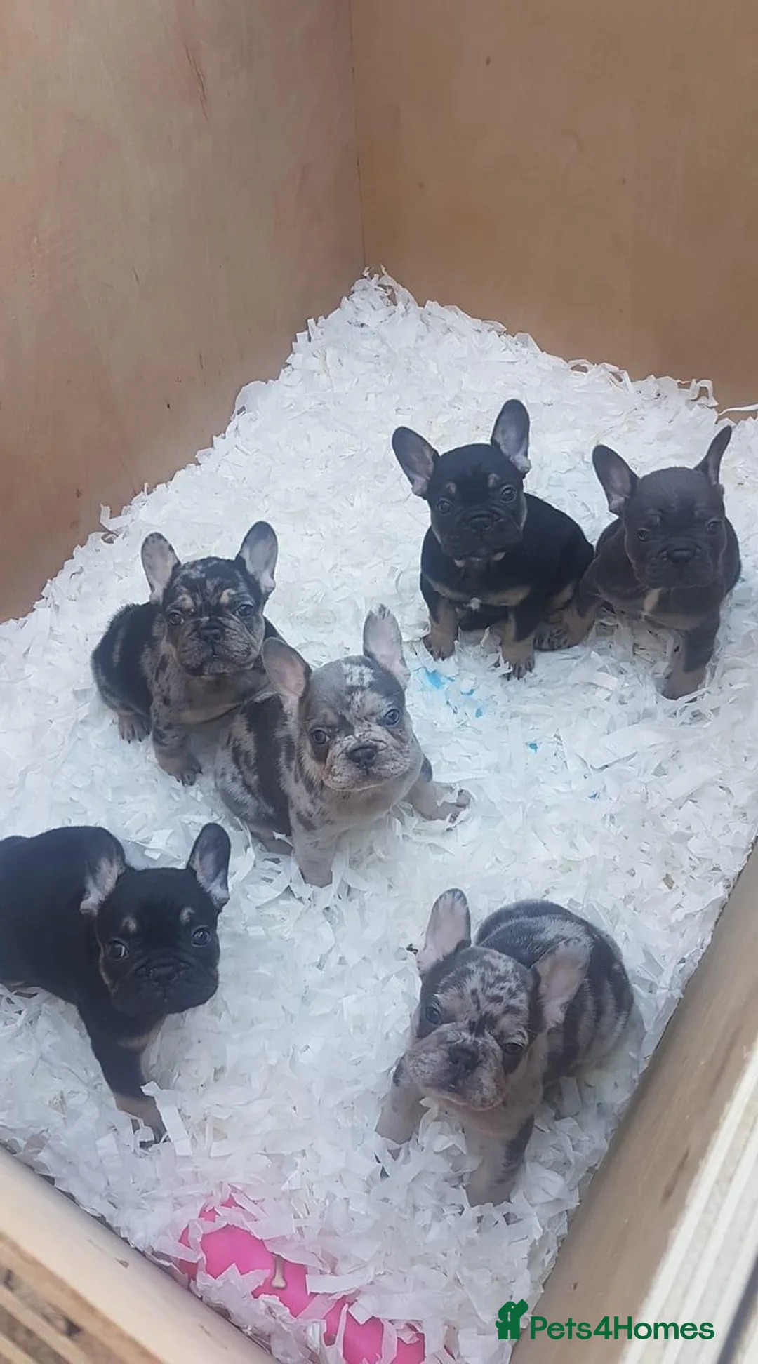 French Bulldog dogs for stud: HEALTH TESTED BLUE MERLE & TAN STUD CARRYING COCOA in Boston - Advert 16