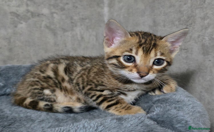 Bengal cats - Advert 4