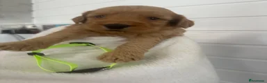 Cockapoo 1