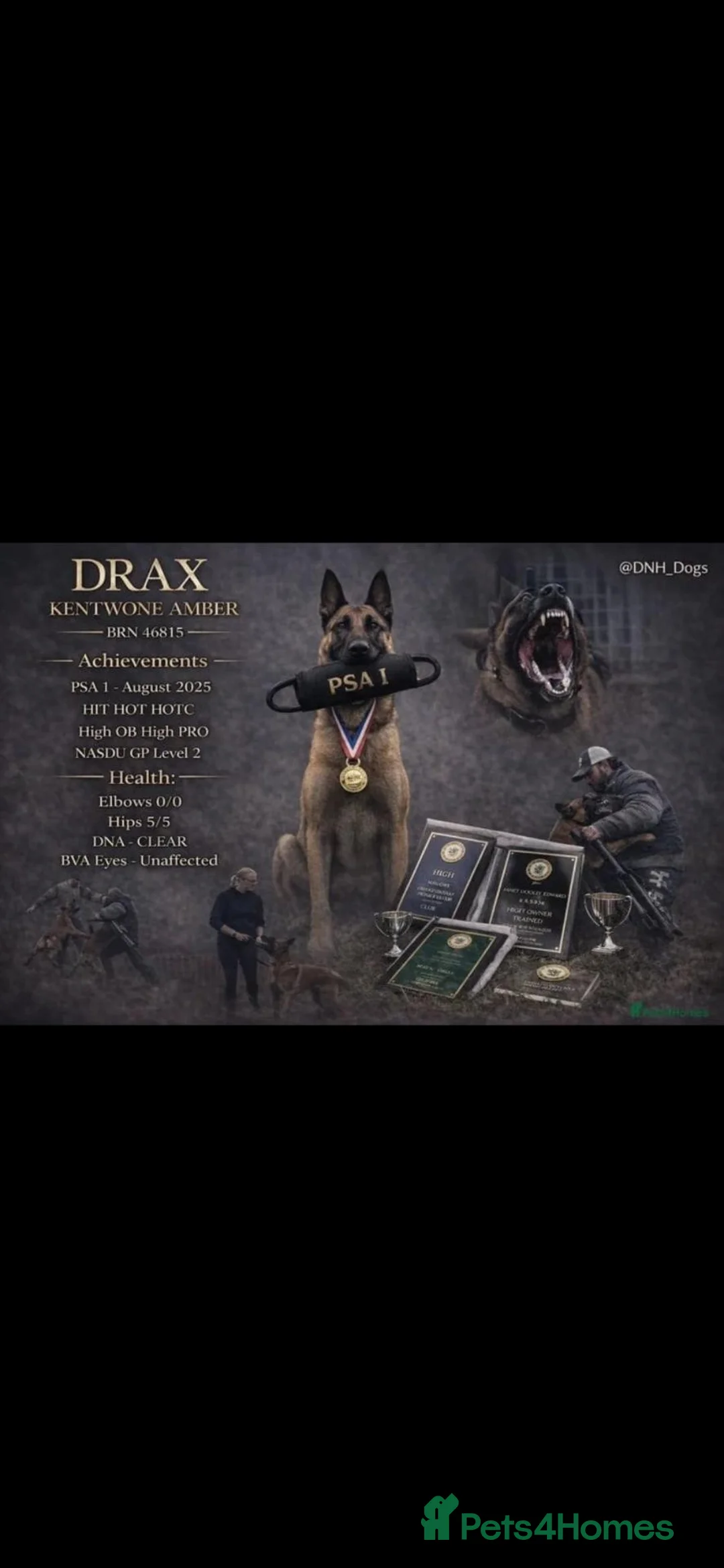 Belgian Shepherd Dog dogs for sale: Kc registered belgian malinois  - Advert 2