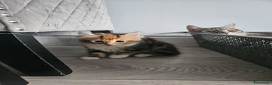 Siberian Kitten 4