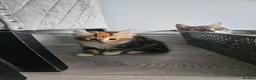 Siberian cats for sale: Beautiful Siberian kitten ready for a new home. - Advert 11