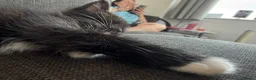 Domestic Shorthair cats for sale: Gorgeous fluffy boy Otis in Colchester - Advert 5