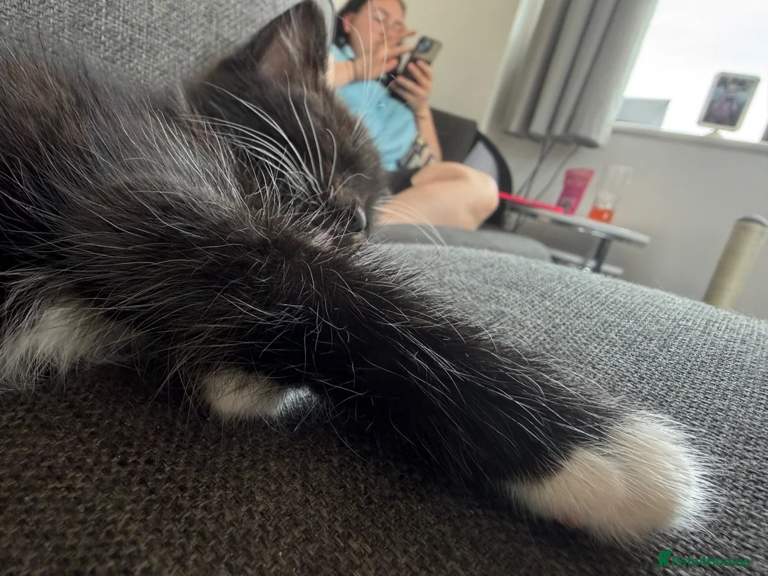 Domestic Shorthair cats for sale: Gorgeous fluffy boy Otis in Colchester - Advert 5