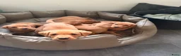 Labrador Retriever dogs for sale: Fox Red KC Registered Labrador Puppies for sale in Blaenau Ffestiniog - Advert 21