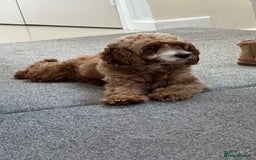 Cavapoo dogs for sale: Expecting a litter-health tested F1b Cavapoo pups - Image 5