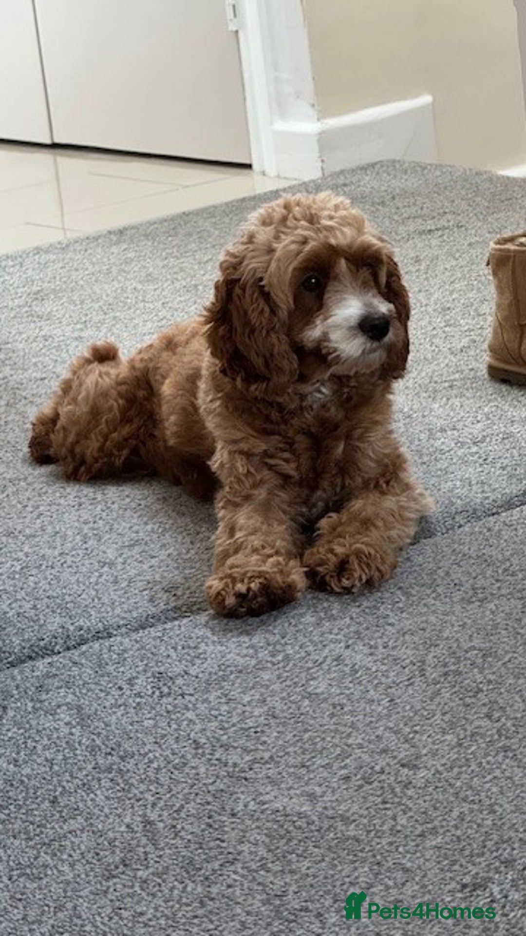 Cavapoo dogs for sale: Expecting a litter-health tested F1b Cavapoo pups - Image 5