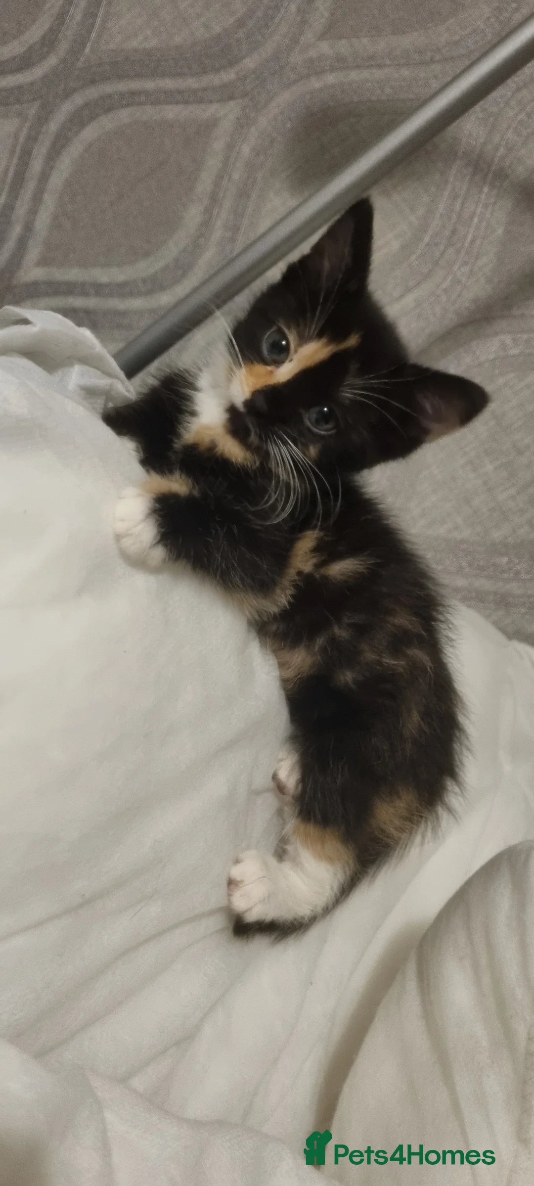 Mixed Breed cats for sale: 3 beautiful girls  in Redditch - Advert 2