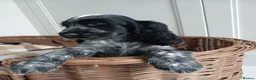 Cocker Spaniel dogs for sale: Cocker Spaniel Puppies in Liverpool - Advert 10