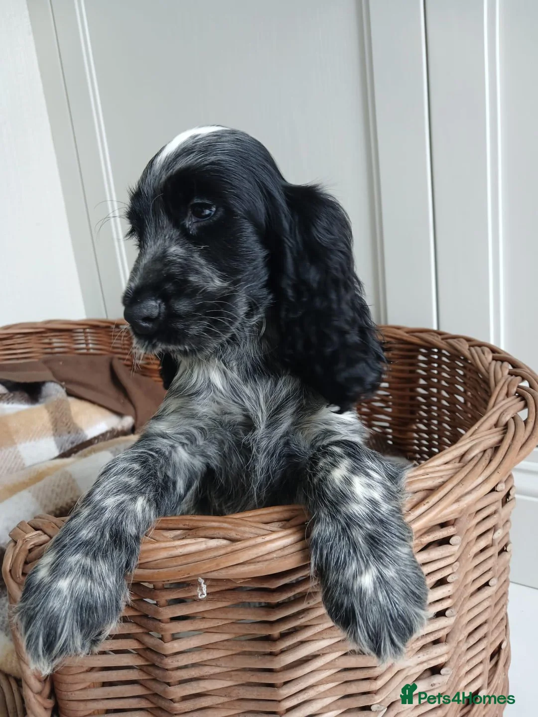 Cocker Spaniel dogs for sale: Cocker Spaniel Puppies in Liverpool - Advert 10