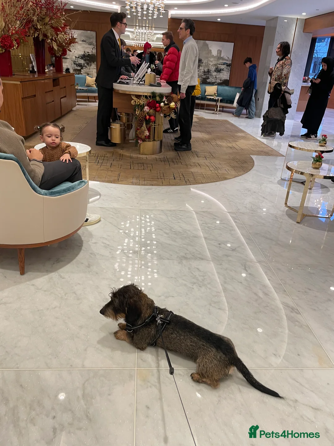 Dachshund dogs for stud: WITEHAIRED TECKEL DACHSHUND available for stud  - Advert 12