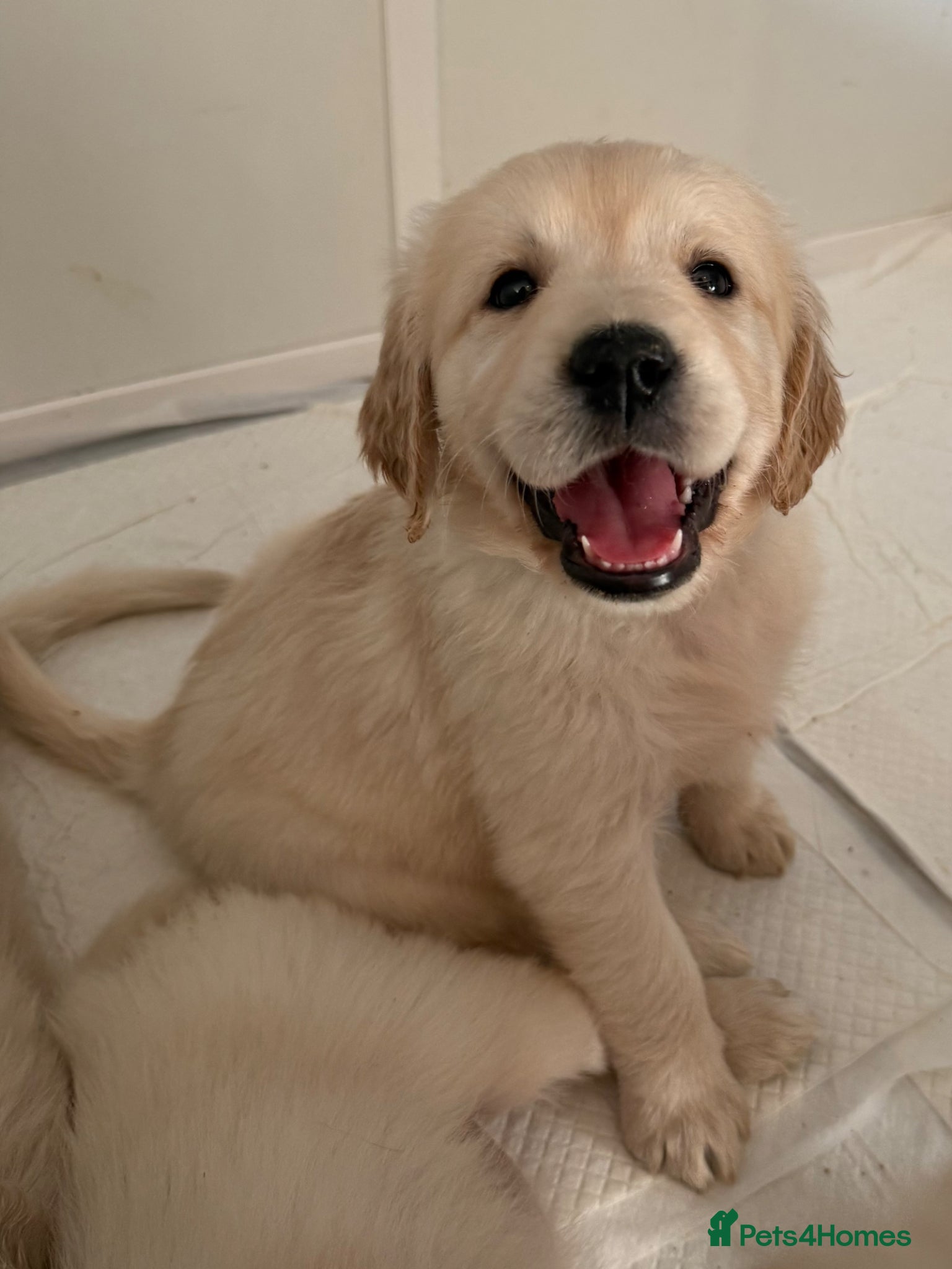 Golden Retriever dogs ELITE 5 GENERATION KC REG GOLDEN RETRIEVER PUPPIES - Advert 2