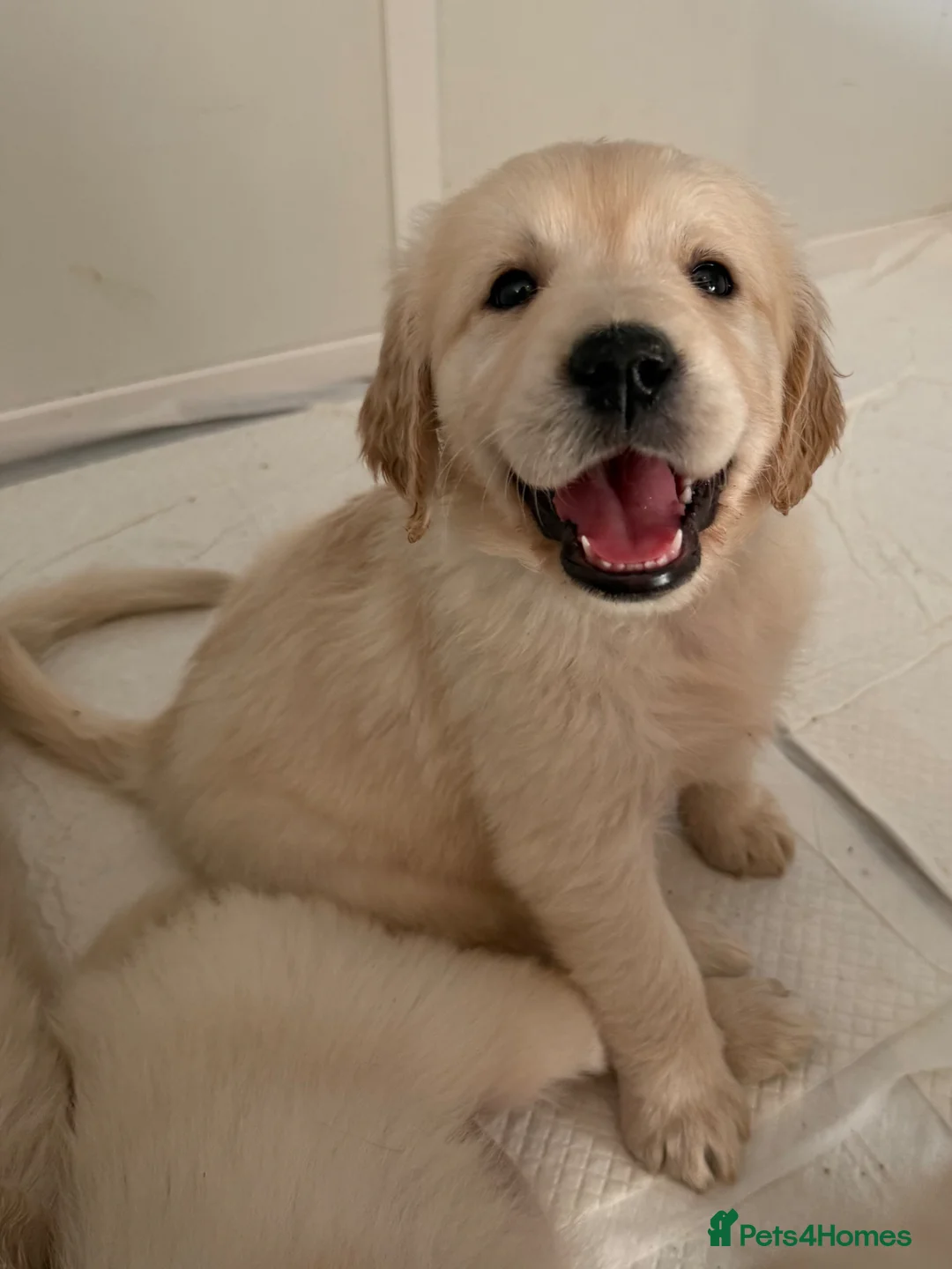 Golden Retriever dogs for sale: KC Golden retriever pups, fame & champion lines - Advert 1