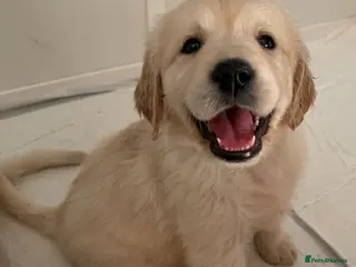 Golden Retriever dogs ELITE 5 GENERATION KC REG GOLDEN RETRIEVER PUPPIES - Advert 2