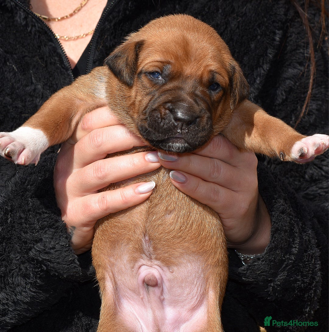 Belgian Shepherd Dog dogs for sale: Bullherders top working lines  - Image 16