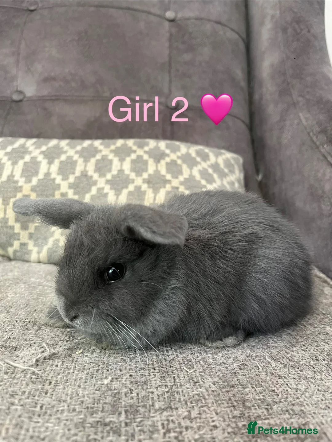 Mini Lop rabbits for sale: Mini lop bunnies for sale - Advert 5