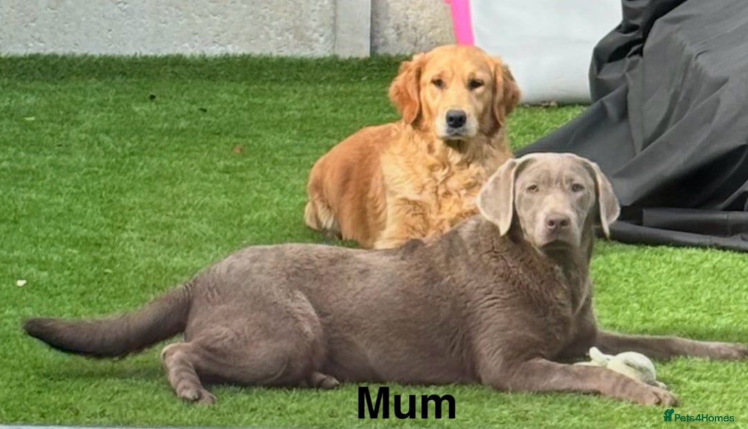 Labrador Retriever dogs for sale: Beautiful KC Chocolate Labrador Retriever puppies - Advert 20