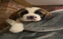 Saint Bernard dogs for sale: Outstanding chunky Saint Bernard puppies for sale - Image 9